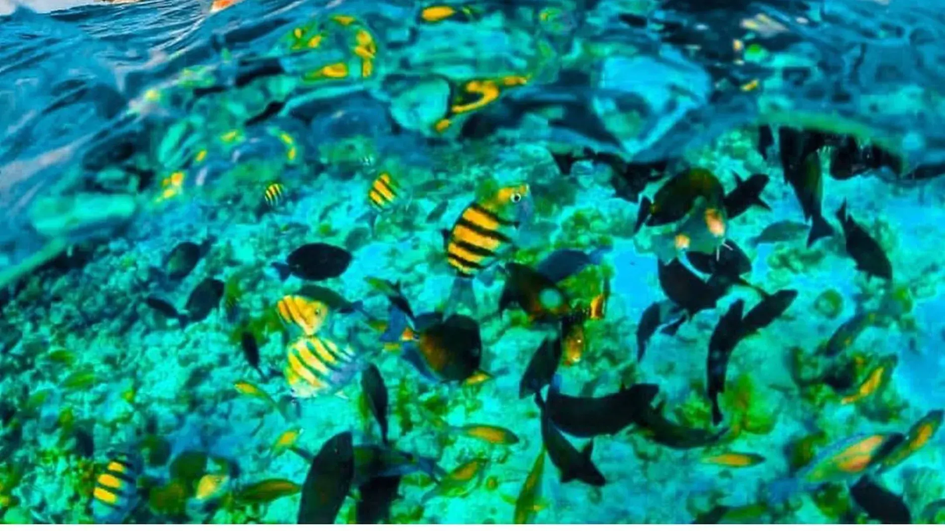 MUNDO RUTASL, turismo, pasadias, transporte en ibagué, colombia